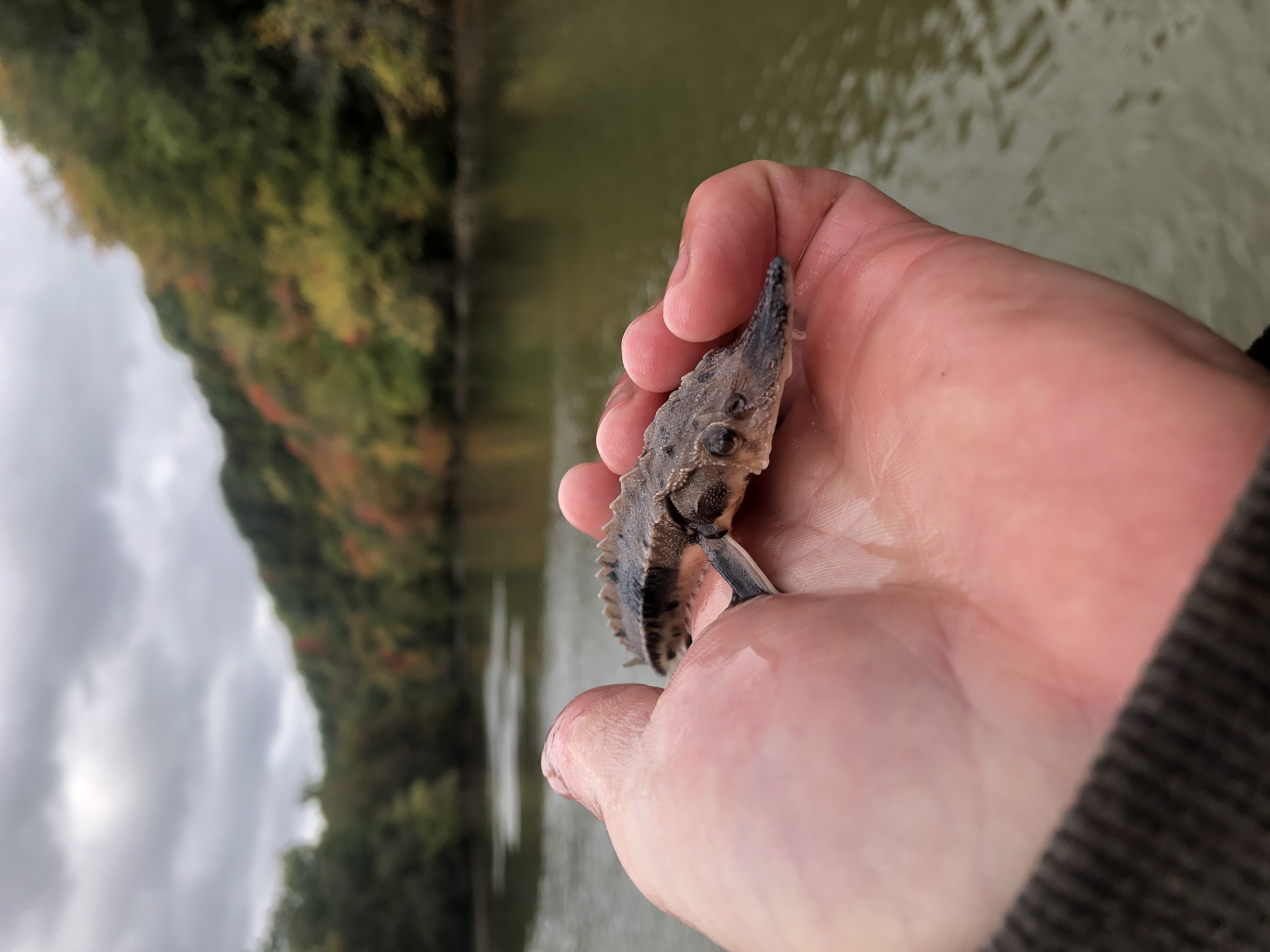 Baby lake sturgeon FWS.gov